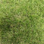 Augusta Artificial Grass